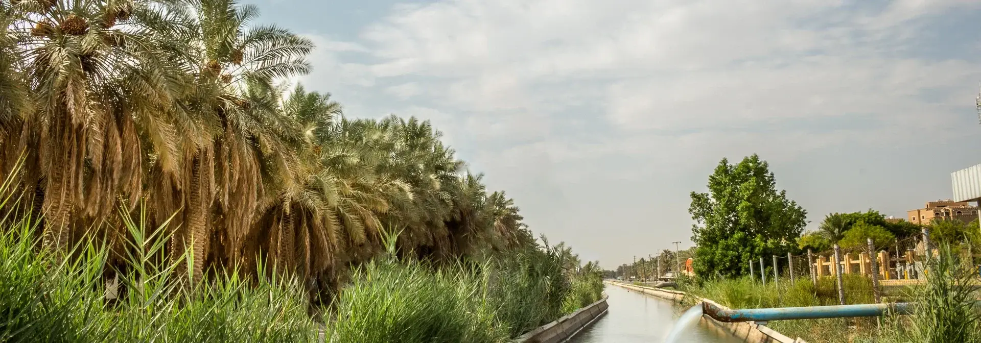 An open irrigation canal carrying water between date palms in Al-Ahsa, part of the aflaj channels in Saudi Arabia