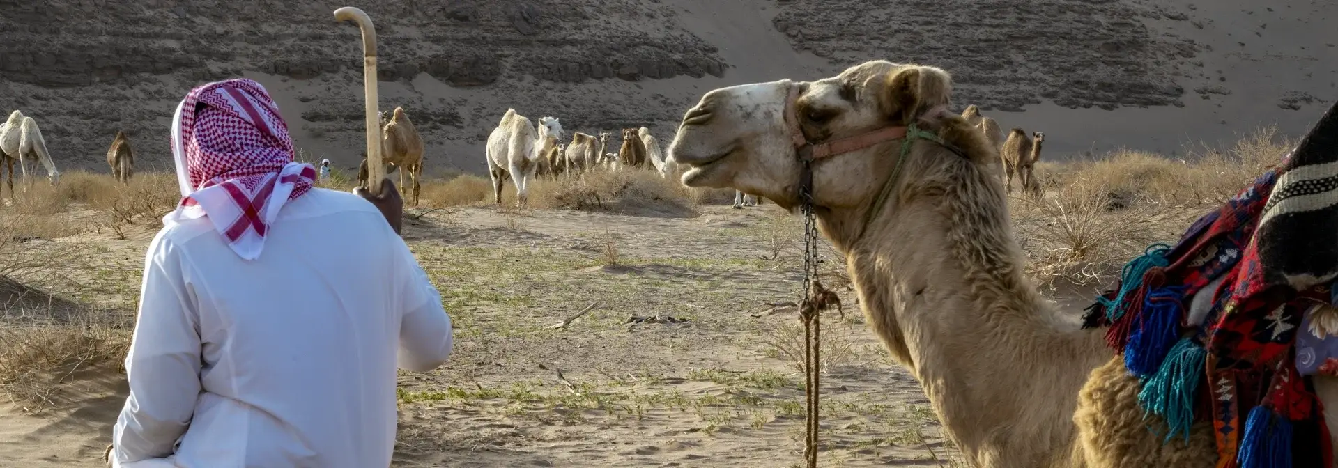 A Saudi camel herder in a white thobe and red-and-white shemagh sitting on the sand holding his long staff beside his resting camel and its haltered neck, his herd grazing in a sandy valley below a hill — a scene of Al-Heda'a (camel heda'a)