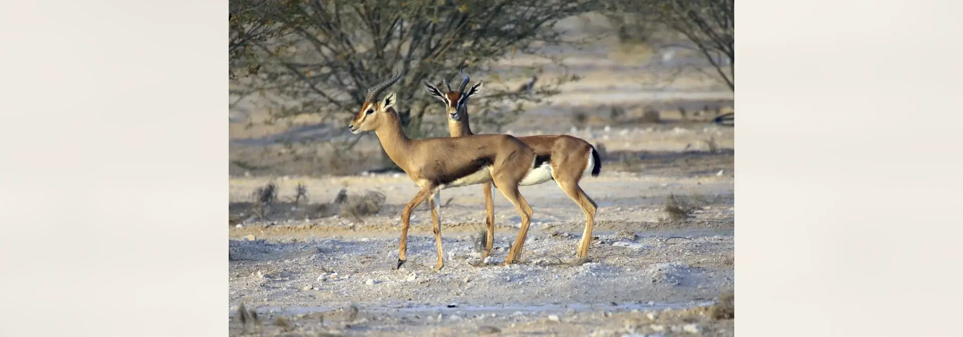 غزالان عربيان (Gazella arabica) يقفان على أرض حصوية بين أشجار السنط في صحراء شبه الجزيرة العربية، أحدهما في المقدمة يمشي نحو اليسار والآخر خلفه