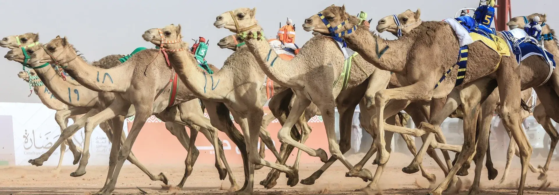 هجنات تتسابق في ميدان مهرجان الملك عبدالعزيز للإبل بألبسة معلّمة بأرقام، وخلفها لوحة الميدان الترحيبية