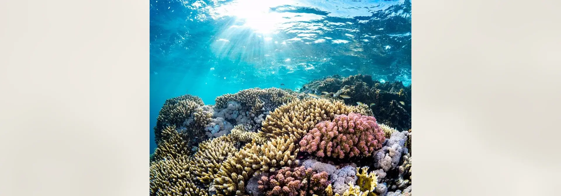 Coral reefs of Saudi Arabia: an underwater view of living Saudi coral reefs near Jeddah, with branching and pink coral colonies on rocky substrate under clear turquoise water pierced by sunrays.